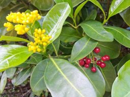 Psychotria capensis subsp. capensis leaves